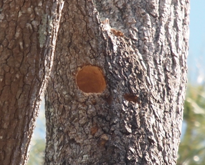 [The hole in the pine tree is nearly at the center of the trunk. The edges of the hole are smooth and symmetrical as if a drill-press created the opening. The hollowed-out opening goes into the tree at a downward angle and is at least two inches deep. The photo was shot from below the hole, so it's not possible to see the complete depth of the hole. ]